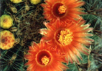 Ferocactus sp. (4017 відвідувань) Фото и растение Арлена Александровича Буренкова (Киев... Ferocactus sp.