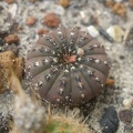 Frailea_asterioides.JPG