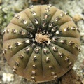 Frailea castanea (2250 відвідувань) Frailea castanea
