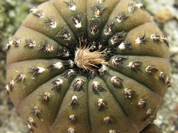 Frailea castanea (2250 відвідувань) Frailea castanea