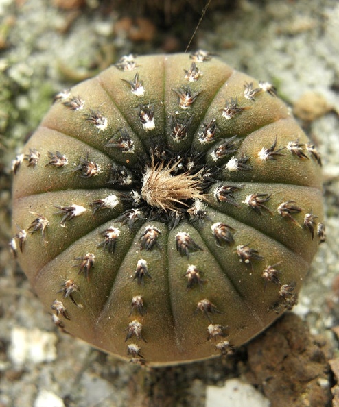 Frailea_castanea.jpg