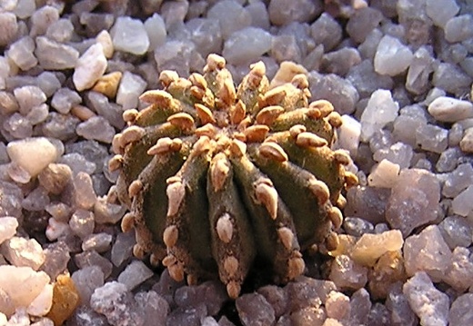 Geochintonia mexicana