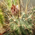 Glandulicactus_uncinatus1_Tit_FG_.JPG