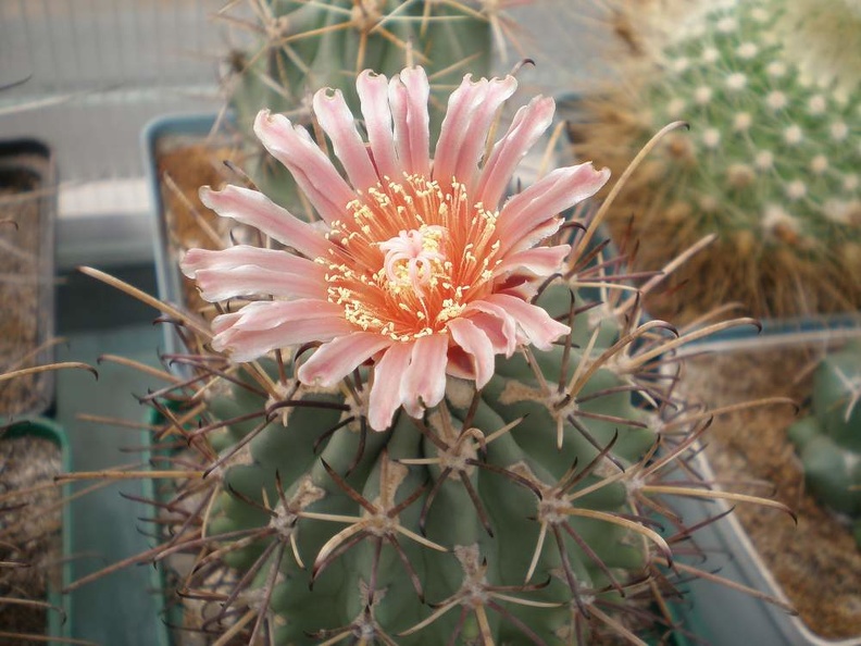 Glandulicactus_uncinatus_Tit.JPG