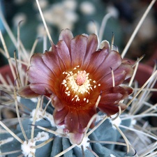 Glandulicactus uncinatus v wrightii (2159 відвідувань) Glandulicactus uncinatus v wrightii