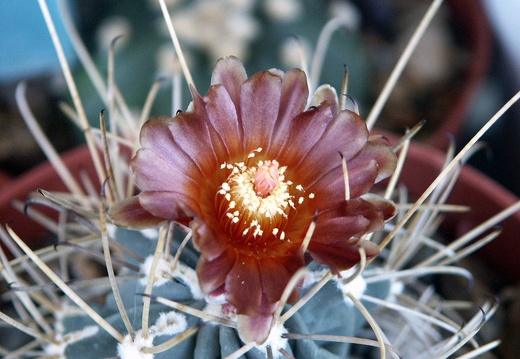 Glandulicactus uncinatus v wrightii (2159 відвідувань) Glandulicactus uncinatus v wrightii