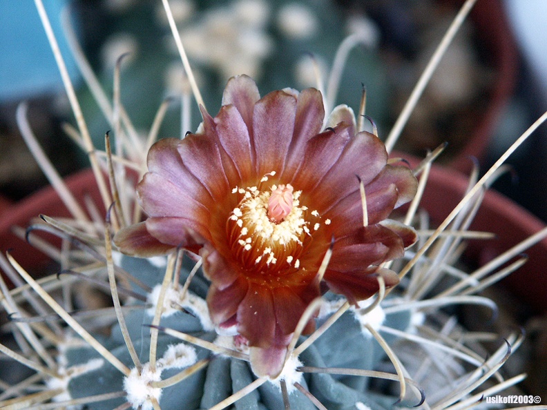 Glandulicactus uncinatus v wrightii (2159 відвідувань) Glandulicactus uncinatus v wrightii