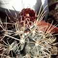 Glandulicactus uncinatus v wrightii 1 (2324 відвідувань) Glandulicactus uncinatus v wrightii 1