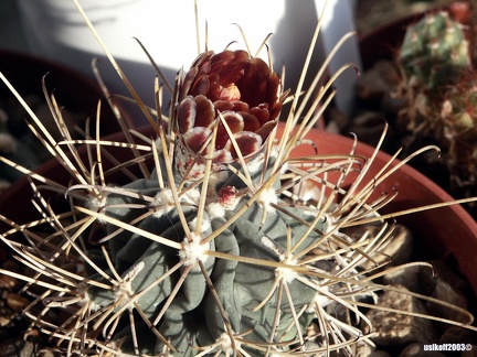 Glandulicactus uncinatus v wrightii 1 (2325 відвідувань) Glandulicactus uncinatus v wrightii 1