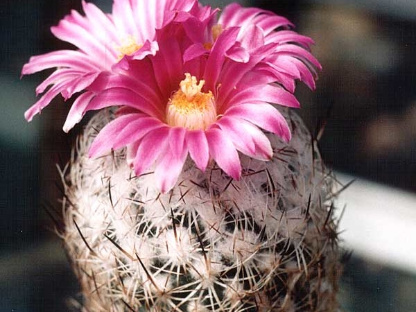 Gymnocactus (Turbinicarpus) beguinii (3383 відвідувань) Фото и растение Александра и Сергея Червинко (Винница) Gymnocactus (Turbinicarpus) beguinii