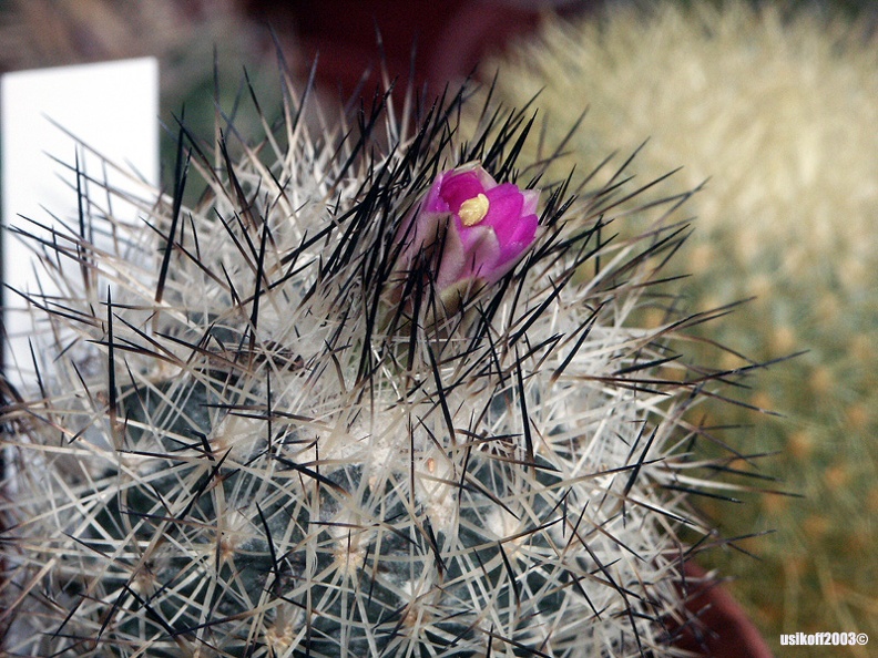 Gymnocactus_beguinii_v__senilis.jpg