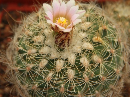 Gymnocactus knuthianus (2370 відвідувань) Gymnocactus knuthianus