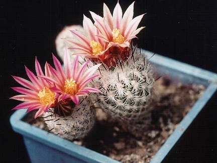 Gymnocactus subterraneus (Turbinicarpus) v. zaragosae (3687 відвідувань) Фото и растения Александра и Сергея Червинко (Винница) Gymnocactus subterraneus (Turbinicarpus) v. zaragosae