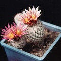 Gymnocactus_subteraneus_v_zaragosa.jpg