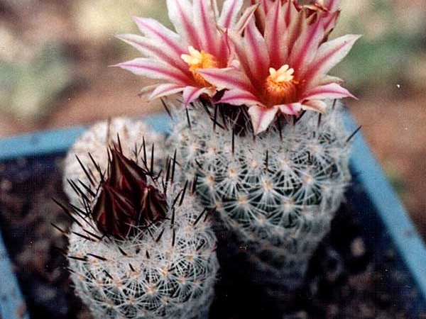 Gymnocactus (Turbinicarpus) subterraneus v. zaragosae (3245 відвідувань) Фото и растения Александра и Сергея Червинко (Винница) Gymnocactus (Turbinicarpus) subterraneus v. zaragosae