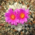 Gymnocactus_viereckii_L1159.JPG