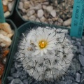 Gymnocactus_viereckii_v__major_L730.JPG