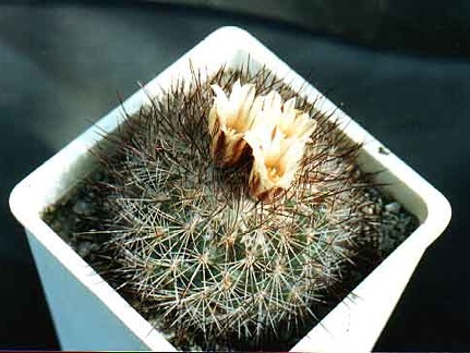 Gymnocactus (Escobaria) aguirreanus (3170 відвідувань) Фото и растение Александра и Сергея Червинко (Винница) Gymnocactus (Escobaria) aguirreanus