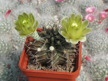 GYMNOCALYCIUM mihanovichii VoS 01-005 (2961 відвідувань) GYMNOCALYCIUM mihanovichii VoS 01-005