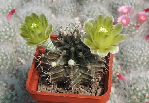 GYMNOCALYCIUM mihanovichii VoS 01-005 (2960 відвідувань) GYMNOCALYCIUM mihanovichii VoS 01-005