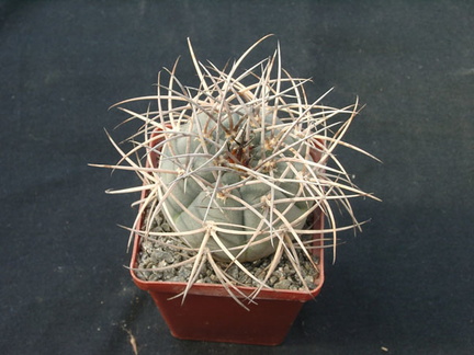 Gumnocalicium cardenasianum (2328 відвідувань) Gumnocalicium cardenasianum