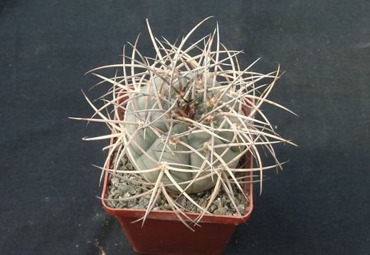 Gumnocalicium cardenasianum (2326 відвідувань) Gumnocalicium cardenasianum