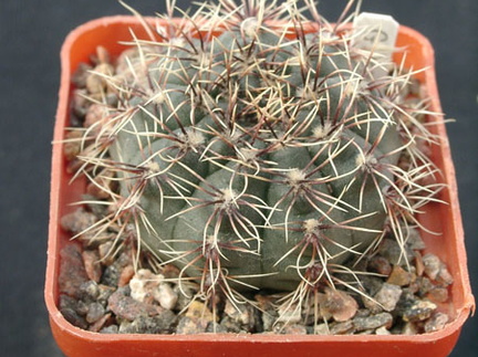 Gumnocalicium erinaceum (2312 відвідувань) Gumnocalicium erinaceum