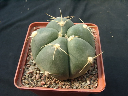 Gumnocalicium horstii (2213 відвідувань) Gumnocalicium horstii