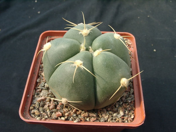 Gumnocalicium horstii (2213 відвідувань) Gumnocalicium horstii