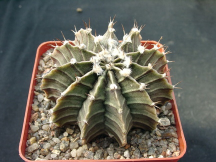 Gumnocalicium priedrichii (2208 відвідувань) Gumnocalicium priedrichii