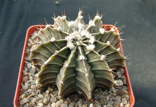 Gumnocalicium priedrichii (2207 відвідувань) Gumnocalicium priedrichii