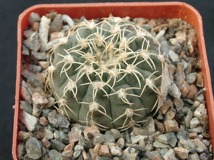 Gumnocalicium quelianum v flavispinum (2296 відвідувань) Gumnocalicium quelianum v flavispinum