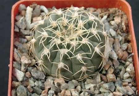 Gumnocalicium quelianum v flavispinum (2296 відвідувань) Gumnocalicium quelianum v flavispinum