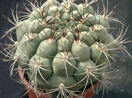 Gumnocalicium saglionis (2267 відвідувань) Gumnocalicium saglionis