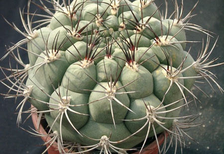 Gumnocalicium saglionis (2266 відвідувань) Gumnocalicium saglionis