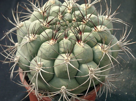 Gumnocalicium saglionis (2267 відвідувань) Gumnocalicium saglionis