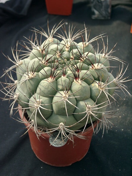 Gumnocalicium_saglionis.jpg