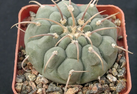 Gumnocalicium vatteri v malii (2234 відвідувань) Gumnocalicium vatteri v malii