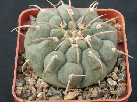 Gumnocalicium vatteri v malii (2236 відвідувань) Gumnocalicium vatteri v malii