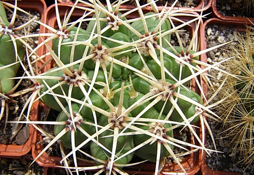 Gymnacalycium multiflorum (2816 відвідувань) Gymnacalycium multiflorum