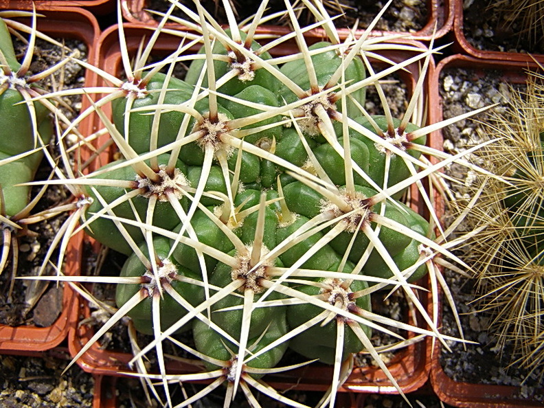 Gymnacalycium multiflorum (2820 відвідувань) Gymnacalycium multiflorum
