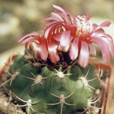 Gymnocalycium carminanthum (3569 відвідувань) Фото и растение Арлена Александровича Буренкова (Киев... Gymnocalycium carminanthum