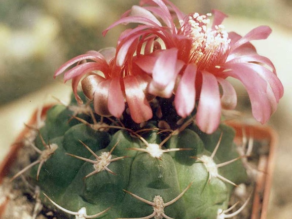 Gymnocalycium carminanthum (3564 відвідувань) Фото и растение Арлена Александровича Буренкова (Киев... Gymnocalycium carminanthum