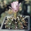 Gymnocalycium friedrichii (3311 відвідувань) Фото и растение Арлена Александровича Буренкова (Киев... Gymnocalycium friedrichii
