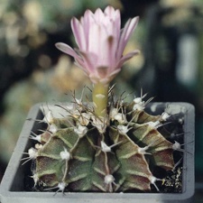 Gymnocalycium friedrichii (3311 відвідувань) Фото и растение Арлена Александровича Буренкова (Киев... Gymnocalycium friedrichii