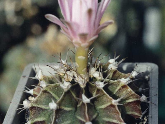 Gymnocalycium friedrichii (3305 відвідувань) Фото и растение Арлена Александровича Буренкова (Киев... Gymnocalycium friedrichii