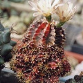 Gymnocalycium friedrichii f. Hybotan (3514 відвідувань) Фото и растение Арлена Александровича Буренкова (Киев... Gymnocalycium friedrichii f. Hybotan