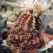 Gymnocalycium friedrichii f. Hybotan (3514 відвідувань) Фото и растение Арлена Александровича Буренкова (Киев... Gymnocalycium friedrichii f. Hybotan