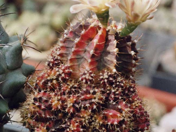 Gymnocalycium friedrichii f. Hybotan (3509 відвідувань) Фото и растение Арлена Александровича Буренкова (Киев... Gymnocalycium friedrichii f. Hybotan