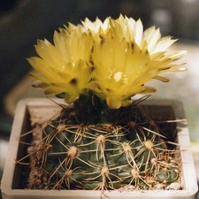 Gymnocalycium netrelianum (3671 відвідувань) Фото и растение Арлена Александровича Буренкова (Киев... Gymnocalycium netrelianum
